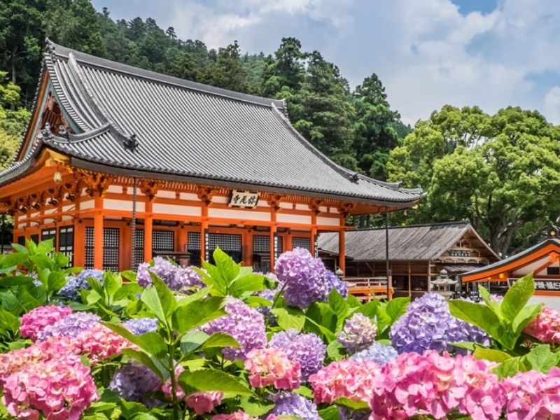 Hoa cẩm tú cầu ở chùa Katsuoji