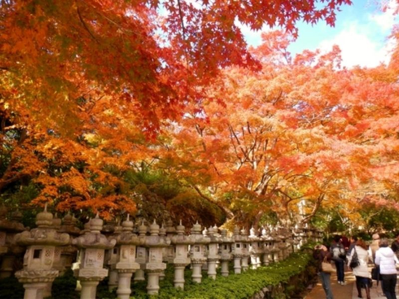 Mùa lá đỏ ở chùa Katsuoji đẹp tựa tranh vẽ