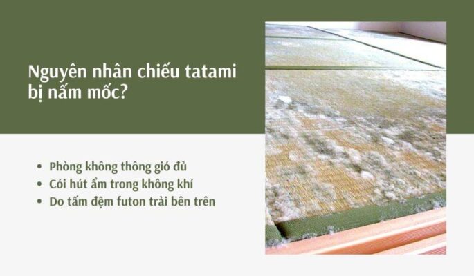[Hướng dẫn] vệ sinh chiếu tatami, cách tránh nấm mốc ở Nhật